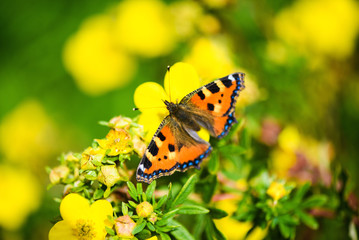 Obraz premium butterfly on a flower