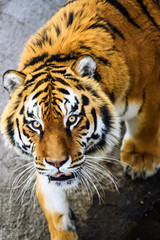 Beautiful Amur tiger