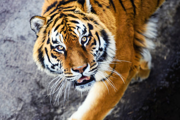 Beautiful Amur tiger