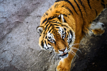 Beautiful Amur tiger