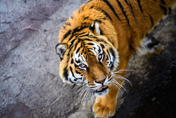Beautiful Amur tiger