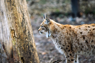 Lynx, Eurasian wild cat