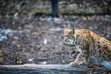 Naklejka na ściany i meble Lynx, Eurasian wild cat