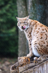 Lynx, Eurasian wild cat