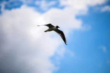 Seagulls flying in the blue sky.