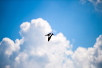 Seagulls flying in the blue sky.