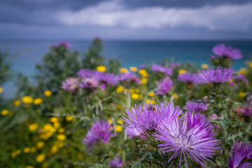 Fototapeta premium Colorful flowers on a meadow over Alykes Beach