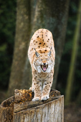 Lynx, Eurasian wild cat