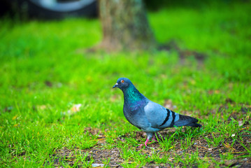 pigeon on green grass