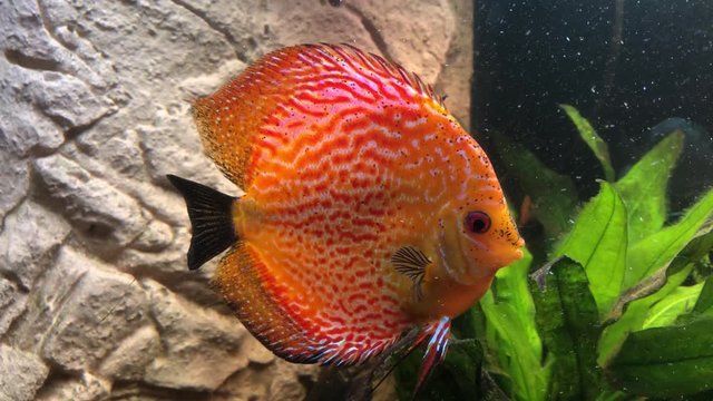 Ein tropischer Buntbarsch aus dem Amazonasbecken. Diskus Fisch 