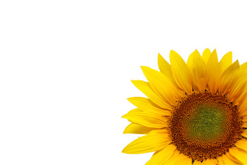 nice sunflower photo detail