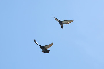 two pigeons flying in the blue sky.