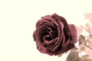 nice vintage rose photo detail