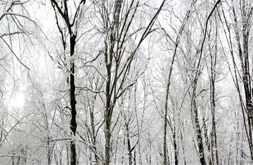 winter in the deciduous forest
