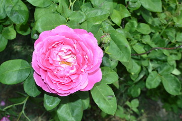 village life and landscape flower pictures high quality rose pictures