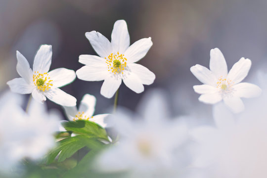 Bright white wood anemone in closup in the forest during spring