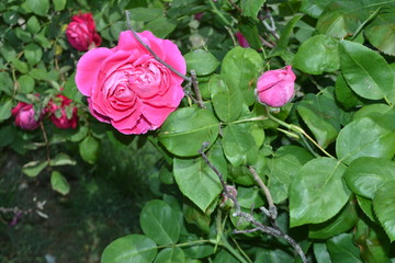 village life and landscape flower pictures high quality rose pictures