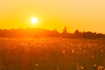 Summer sunset in the field. Evening field. Field with grass and wildflowers. Ray of sunshine