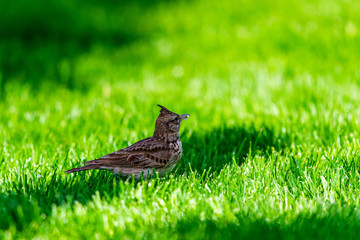 Crested Lark or Galerida cristata bird