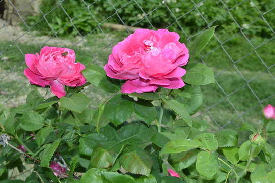 village life and landscape flower pictures high quality rose pictures