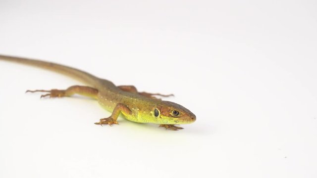 Brown lizard on white background