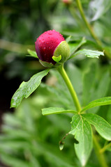 Closeup of red peony in the garden. Burgundy peony flower with little drops of water.