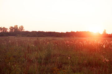 Summer sunset in the field. Evening field. Field with grass and wildflowers. Ray of sunshine