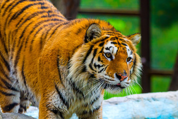 Siberian tiger, Panthera tigris altaica, also known as the Amur tiger