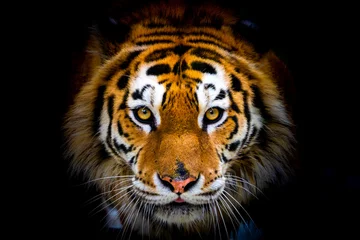Fotobehang Siberische tijger, Panthera tigris altaica, ook bekend als de Amoer-tijger © rostovdriver