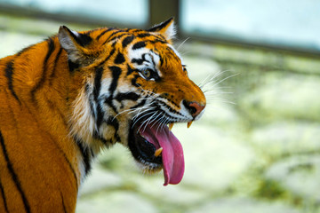 Siberian tiger portrait. Aggressive stare face meaning danger for the prey. Closeup view to angry...