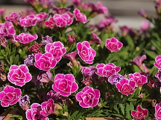 ピンクのペチュニアの花