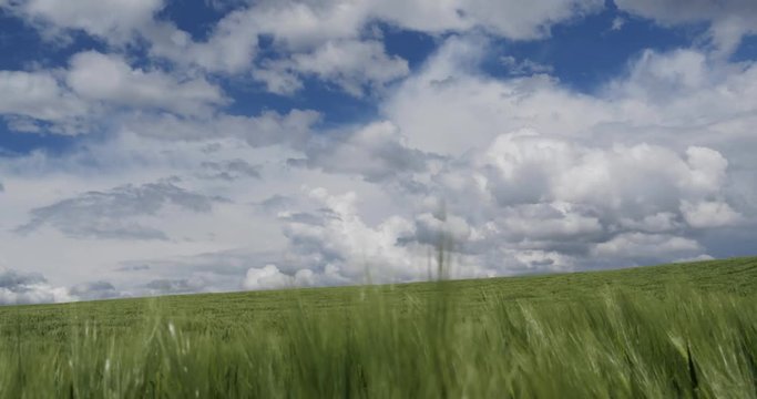 Green wheat field against blue sky background