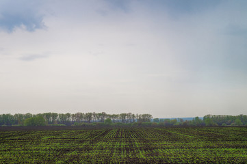 Green agricultural planted field in the early spring . Nature sprouts background under a cloudy sky