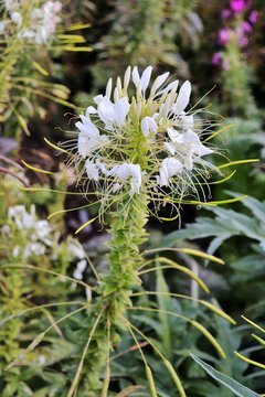 Cat whiskers white flower,Orthosiphon stamineus herb flower, also known as Orthosiphon aristatus, Java tea