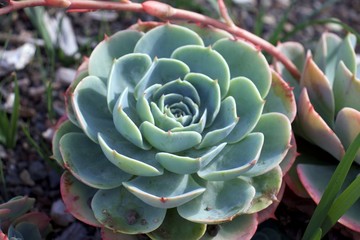 Selective focus on Echeveria Secunda, Crassulaceae plant, with blurred background