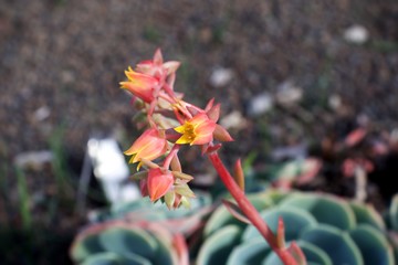 Rare Exotic orange yellow flowers of Glaucous Echeveria secunda,Glauca, Crassulaceae