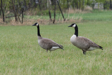 family of geese