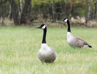 Two canadian geese