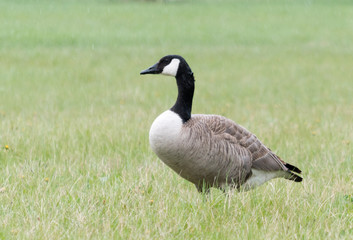 Canada Goose 