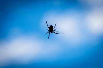 A close up silhouette of a spider with blue background.