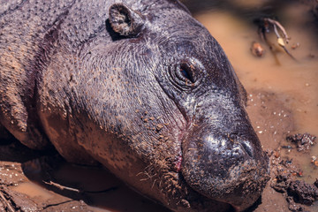 Fototapeta premium Hippopotamus lying and relaxed in the mud. Nature and Zoo animals concept