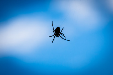 A close up silhouette of a spider with blue background.