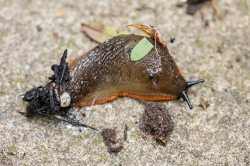  Red Slug Arion rufus © Wojciech Skóra