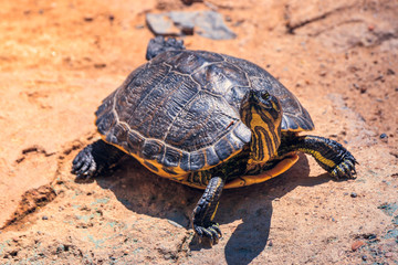 One little turtle in the sand. Concept of nature and animal life