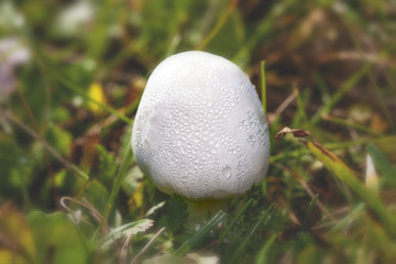 White mushroom on a grass floor
