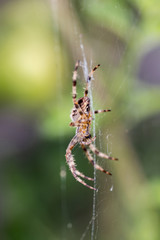 English spider close-up in garden