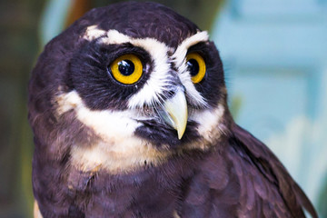 Olhos de coruja-murucutu