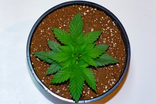 Cannabis seeding 