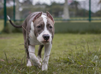 pitbull lurking in hunting position