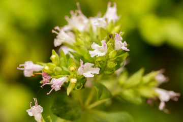 Flowering oregano in summer